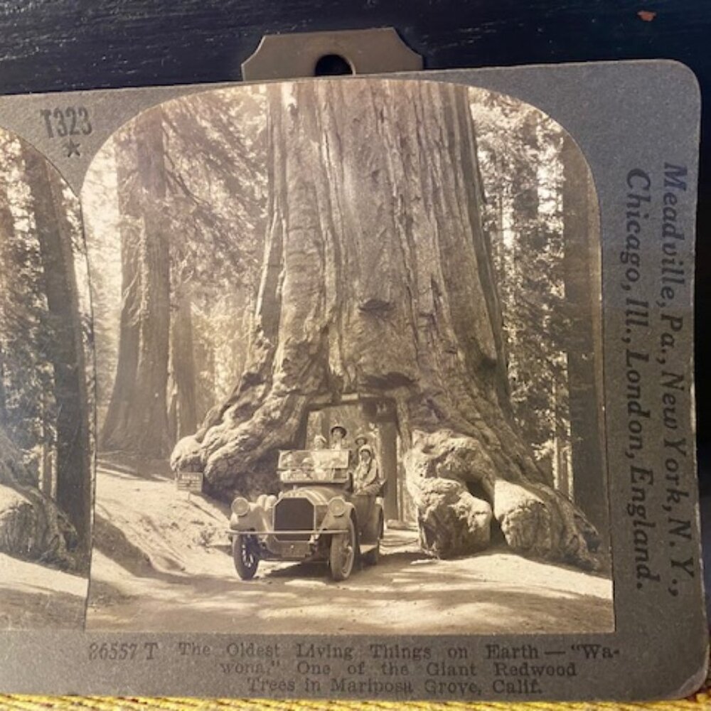 Keystone Stereoview T323 Wawona Giant Redwood Tree Mariposa Grove California